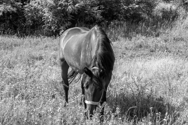 夏花草地上美丽的野马 吃青草的马 站立时长着鬃毛的马 户外的马 大马驹 — 图库照片