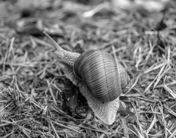 Big Garden Snail Shell Crawling Wet Road Hurry Home Snail — Fotografia de Stock