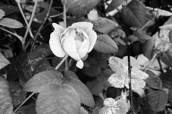 Μπουκέτο Αγριολούλουδα Ακανθώδες Τριαντάφυλλο Ανθίζει Στον Κήπο Φυσικά Φύλλα Μπουκέτο — Φωτογραφία Αρχείου