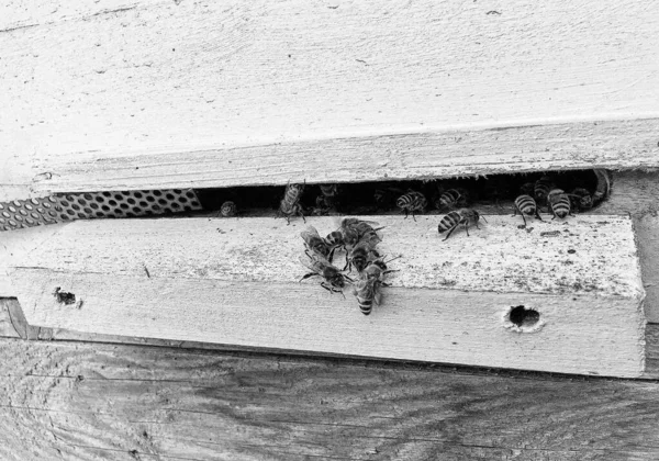 Winged Bee Slowly Flies Beehive Collect Nectar Private Apiary Live — Stockfoto