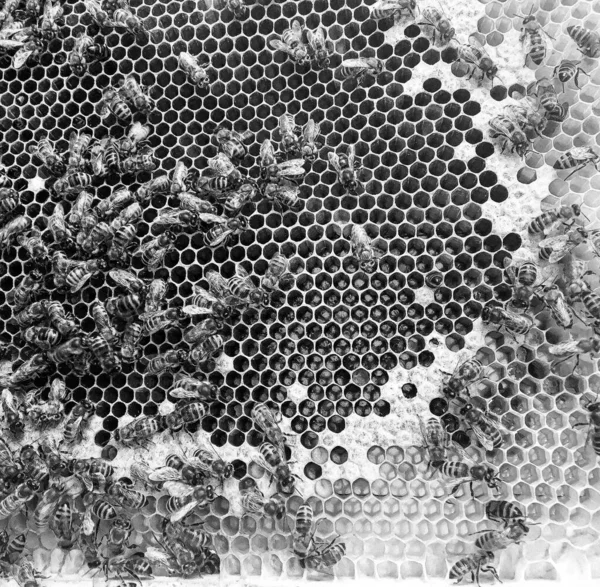 Abstract Hexagon Structure Honeycomb Bee Hive Filled Golden Honey Honeycomb — Stock Photo, Image