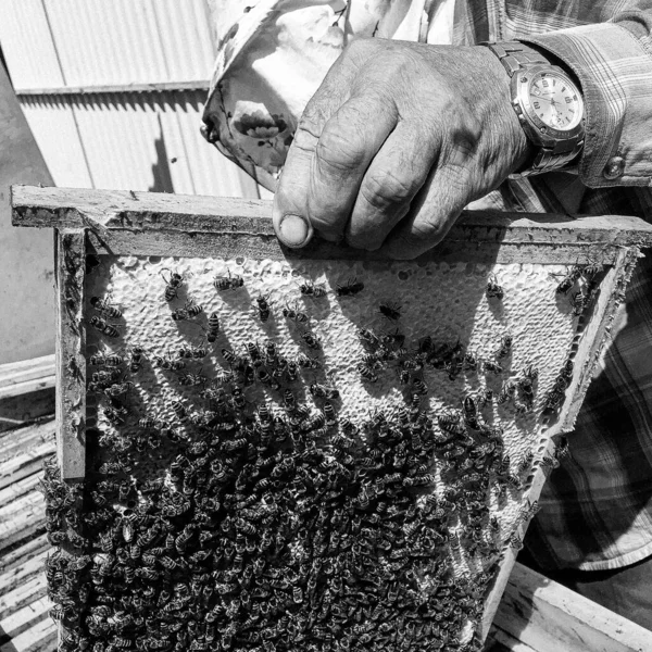 Okřídlená Včela Pomalu Letí Včelaři Sbírat Nektar Soukromém Včelíně Živých — Stock fotografie