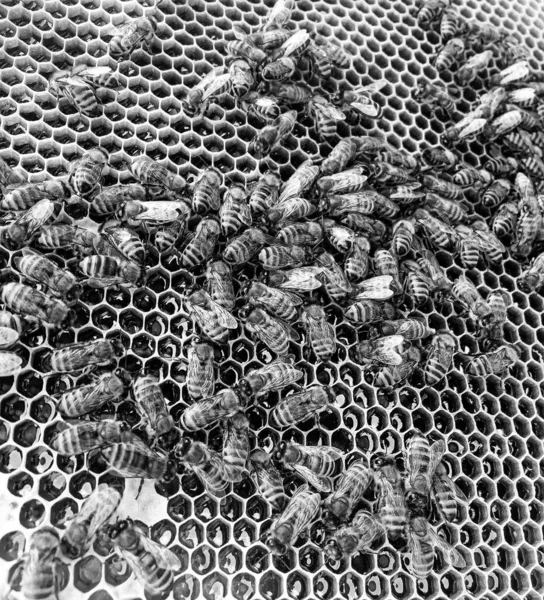 Abstrakcyjna Struktura Sześciokątna Plaster Miodu Uli Pszczół Wypełniony Złotym Miodem — Zdjęcie stockowe