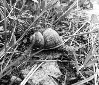 Islak yolda sürünen kabuklu büyük bahçe salyangozu çabuk eve gel, salyangoz Helix, vücudu korumak için sarmalanmış lezzetli yiyeceklerden oluşur, balçık kabuklu doğal hayvan salyangozu, besleyici krema yapar.