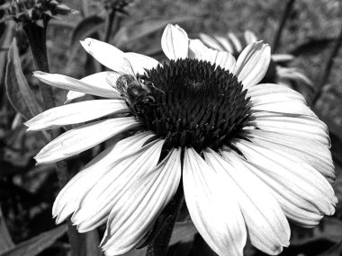 Kanatlı arı yavaşça bitkiye uçar, çiçekten özel arı kovanına bal için nektar toplar, güzel çiçeklerden oluşan bal tokası, arıların bacaklarında sarı polen, tatlı bal nektarı.