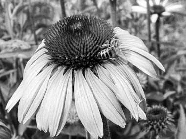 Kanatlı arı yavaşça bitkiye uçar, çiçekten özel arı kovanına bal için nektar toplar, güzel çiçeklerden oluşan bal tokası, arıların bacaklarında sarı polen, tatlı bal nektarı.