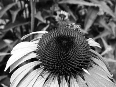 Kanatlı arı yavaşça bitkiye uçar, çiçekten özel arı kovanına bal için nektar toplar, güzel çiçeklerden oluşan bal tokası, arıların bacaklarında sarı polen, tatlı bal nektarı.