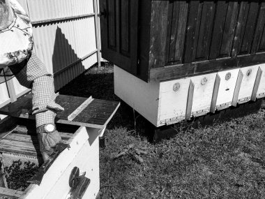 Kanatlı arı yavaşça arı yetiştiricisine uçar canlı çiçeklerden nektar toplar. Arı kovanından, arı kovanından, arı bacağındaki çiçek tozundan, arka plandaki arılar için arıcıdan oluşan arılardan.