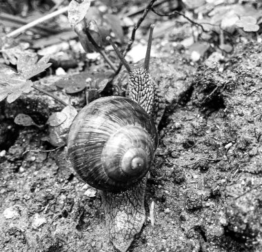 Islak yolda sürünen kabuklu büyük bahçe salyangozu çabuk eve gel, salyangoz Helix, vücudu korumak için sarmalanmış lezzetli yiyeceklerden oluşur, balçık kabuklu doğal hayvan salyangozu, besleyici krema yapar.