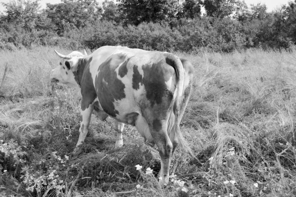 テーマの写真青い空の下で緑の牧草地で美しい大きな牛乳牛の放牧 牧草地で長い尾のわらを食べる牛乳牛で構成される写真 おいしい白い液体のための草の牧草地での牛乳牛 — ストック写真