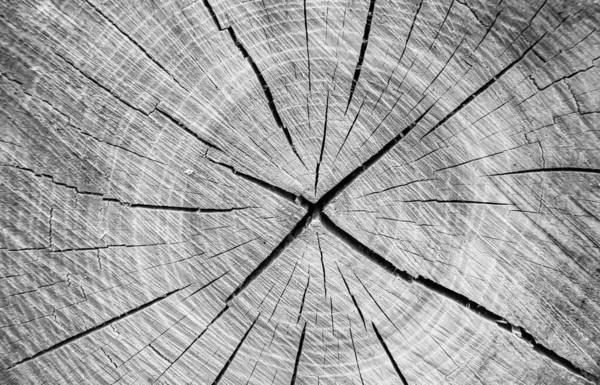 아름다운 골절상 참나무 자연적 골절상 줄무늬가 배경을 장식적 — 스톡 사진