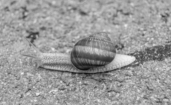 大花园蜗牛在湿路上爬行赶紧回家 蜗牛螺旋是由可食用的美味食品制成的卷曲壳以保护身体 天然动物蜗牛在贝壳中从黏液中爬行可以制成营养霜 — 图库照片