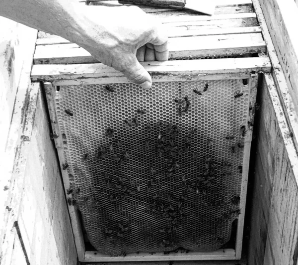 有翅膀的蜜蜂慢慢飞向蜂窝 在私人的蚜虫上采蜜 蚜虫由村庄蜂窝 蜂腿上的小花灰 蜂窝为背景特写蜂窝组成 — 图库照片