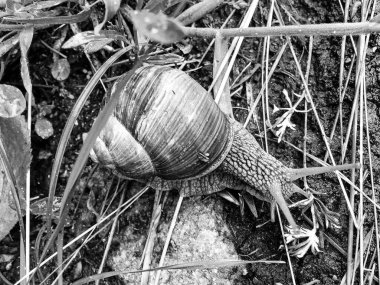 Islak yolda sürünen kabuklu büyük bahçe salyangozu çabuk eve gel, salyangoz Helix, vücudu korumak için sarmalanmış lezzetli yiyeceklerden oluşur, balçık kabuklu doğal hayvan salyangozu, besleyici krema yapar.