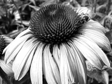 Kanatlı arı yavaşça bitkiye uçar, çiçekten özel arı kovanına bal için nektar toplar, güzel çiçeklerden oluşan bal tokası, arıların bacaklarında sarı polen, tatlı bal nektarı.