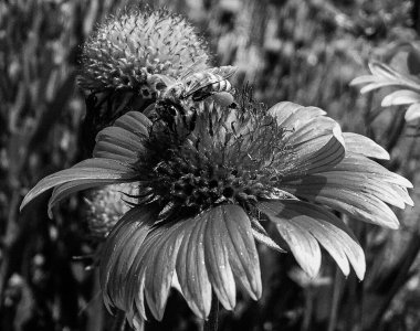 Kanatlı arı yavaşça bitkiye uçar, çiçekten özel arı kovanına bal için nektar toplar, güzel çiçeklerden oluşan bal tokası, arıların bacaklarında sarı polen, tatlı bal nektarı.