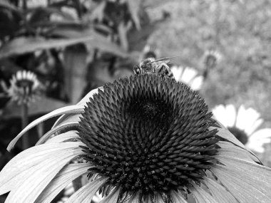 Kanatlı arı yavaşça bitkiye uçar, çiçekten özel arı kovanına bal için nektar toplar, güzel çiçeklerden oluşan bal tokası, arıların bacaklarında sarı polen, tatlı bal nektarı.