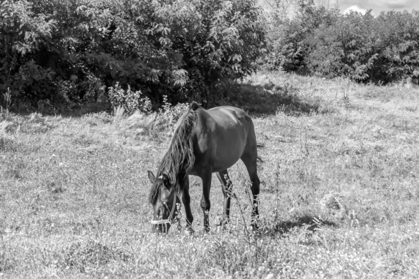 Beau Cheval Sauvage Brun Étalon Sur Prairie Fleurs Été Cheval — Photo