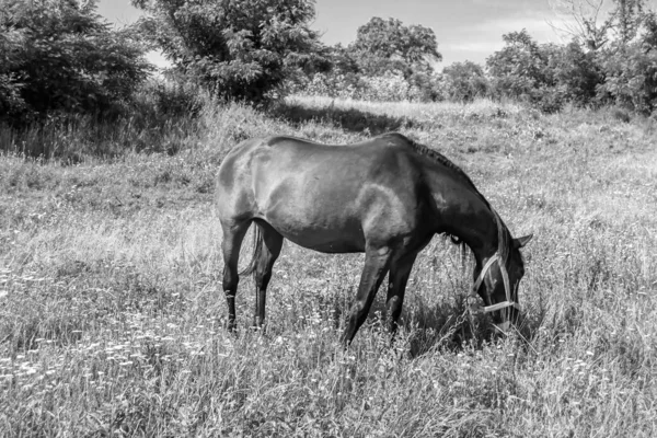 Bonito Cavalo Selvagem Castanho Garanhão Verão Flor Prado Equino Comendo — Fotografia de Stock