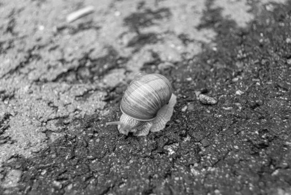 달팽이 Helix 도로를 기어다니면서 집으로 서둘러 돌아오는데 달팽이 Helix 보호하기 — 스톡 사진
