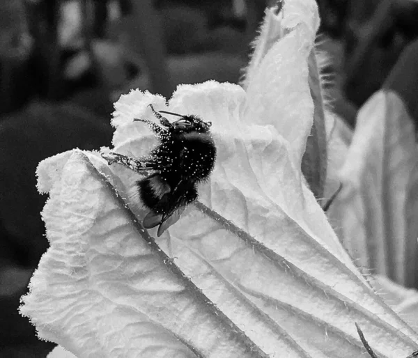 Winged bee slowly flies to the plant, collect nectar for honey on private apiary from flower, honey clip consisting for beautiful flowers, yellow pollen on bees legs, sweet nectar honeyed bee honey