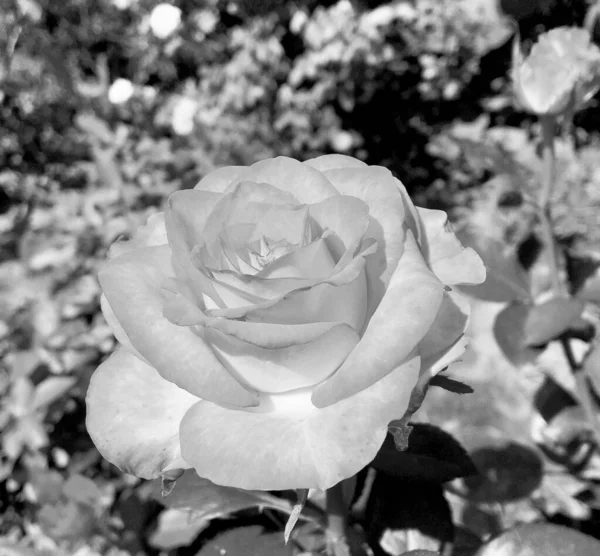 Strauß Wildblumen Stachelige Rose Blüht Garten Mit Natürlichen Blättern Strauß — Stockfoto