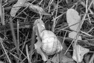 Islak yolda sürünen kabuklu büyük bahçe salyangozu çabuk eve gel, salyangoz Helix, vücudu korumak için sarmalanmış lezzetli yiyeceklerden oluşur, balçık kabuklu doğal hayvan salyangozu, besleyici krema yapar.