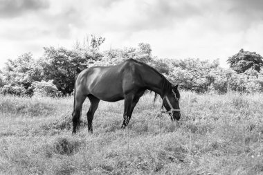 Güzel, kahverengi at, yaz aygırı, yeşil çimen yiyen at, ayakta duran uzun yeleli at, açık havada at atı, büyük at atları.