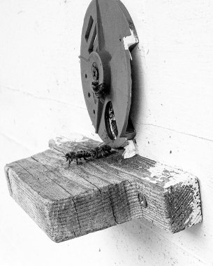 Kanatlı arı yavaşça uçar ve canlı çiçeklerden özel arı kovanına nektar toplar. Arı kovanından, arı kovanından, arı bacağındaki çiçek tozundan, arılara yakın planda arı kovanından oluşan arı kovanından.