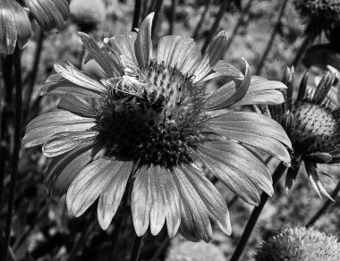 Kanatlı arı yavaşça bitkiye uçar, çiçekten özel arı kovanına bal için nektar toplar, güzel çiçeklerden oluşan bal tokası, arıların bacaklarında sarı polen, tatlı bal nektarı.