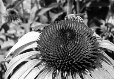 Kanatlı arı yavaşça bitkiye uçar, çiçekten özel arı kovanına bal için nektar toplar, güzel çiçeklerden oluşan bal tokası, arıların bacaklarında sarı polen, tatlı bal nektarı.