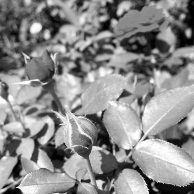 Çiçekler, dikenli güller bahçede doğal yapraklarla çiçek açıyor, dikenli kır çiçekleri, kır bahçesine çiçek açıyor, kır çiçekleri, dikenli çiçekler bahçede çiçek açıyor.