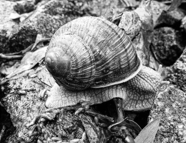 Islak yolda sürünen kabuklu büyük bahçe salyangozu çabuk eve gel, salyangoz Helix, vücudu korumak için sarmalanmış lezzetli yiyeceklerden oluşur, balçık kabuklu doğal hayvan salyangozu, besleyici krema yapar.