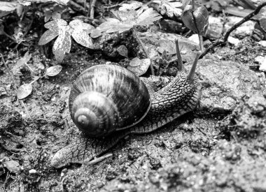 Islak yolda sürünen kabuklu büyük bahçe salyangozu çabuk eve gel, salyangoz Helix, vücudu korumak için sarmalanmış lezzetli yiyeceklerden oluşur, balçık kabuklu doğal hayvan salyangozu, besleyici krema yapar.