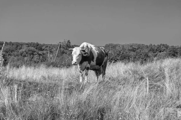 Photography Theme Beautiful Big Milk Cow Grazes Green Meadow Blue — Zdjęcie stockowe