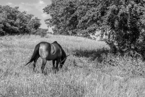 Hermoso Semental Caballo Marrón Salvaje Prado Flores Verano Equino Comiendo —  Fotos de Stock