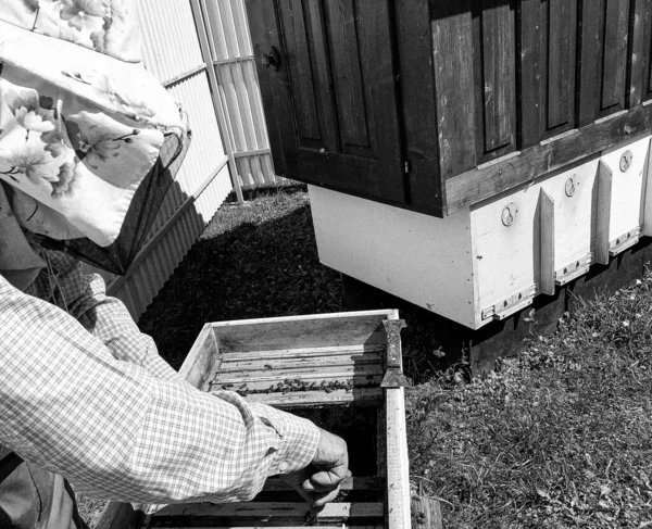 Okřídlená Včela Pomalu Letí Včelaři Sbírat Nektar Soukromém Včelíně Živých — Stock fotografie