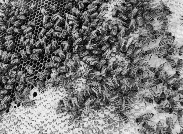 Abstract Hexagon Structure Honeycomb Bee Hive Filled Golden Honey Honeycomb — Stockfoto