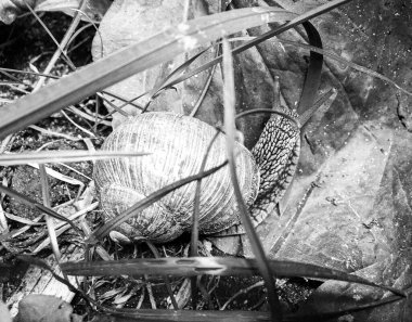 Islak yolda sürünen kabuklu büyük bahçe salyangozu çabuk eve gel, salyangoz Helix, vücudu korumak için sarmalanmış lezzetli yiyeceklerden oluşur, balçık kabuklu doğal hayvan salyangozu, besleyici krema yapar.