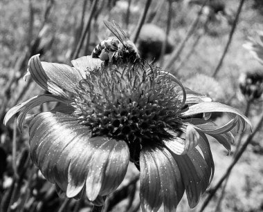 Kanatlı arı yavaşça bitkiye uçar, çiçekten özel arı kovanına bal için nektar toplar, güzel çiçeklerden oluşan bal tokası, arıların bacaklarında sarı polen, tatlı bal nektarı.