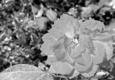 Çiçekler, dikenli güller bahçede doğal yapraklarla çiçek açıyor, dikenli kır çiçekleri, kır bahçesine çiçek açıyor, kır çiçekleri, dikenli çiçekler bahçede çiçek açıyor.