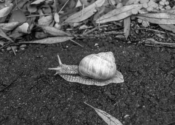 大花园蜗牛在湿路上爬行赶紧回家 蜗牛螺旋是由可食用的美味食品制成的卷曲壳以保护身体 天然动物蜗牛在贝壳中从黏液中爬行可以制成营养霜 — 图库照片