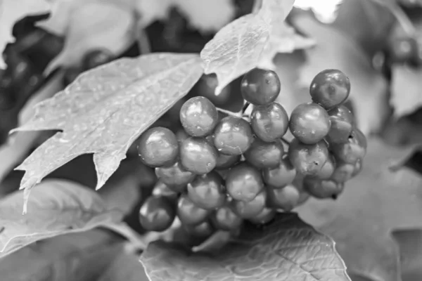 Fotografie Thema Mooie Zure Bes Viburnum Met Natuurlijke Textuur Onder — Stockfoto