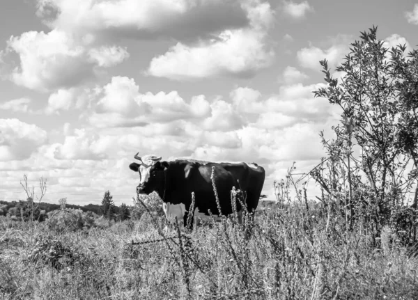 Фотографія Тему Красива Велика Велика Молочна Корова Приносить Зелений Луг — стокове фото