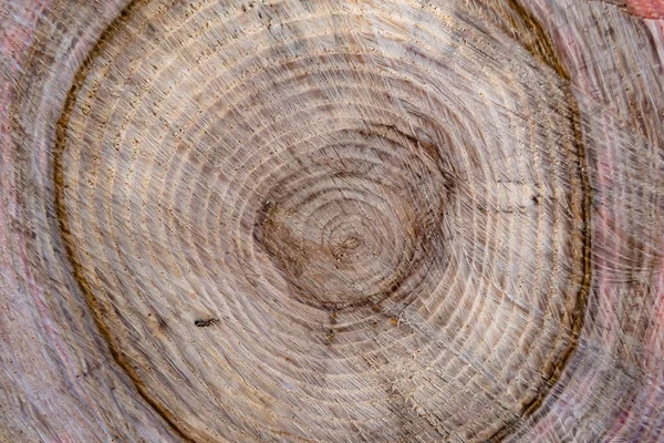 Schöne Holzfraktur Alte Eiche Natürliche Textur Nahaufnahme Textur Bestehend Aus — Stockfoto