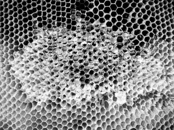 Abstract hexagon structure is honeycomb from bee hive filled with golden honey, honeycomb summer composition consisting of gooey honey from bee village, honey rural of bees honeycombs to countryside