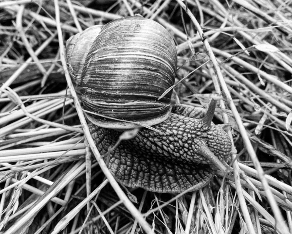 Große Gartenschnecke Schneckenhaus Kriecht Auf Nasser Straße Hastig Nach Hause — Stockfoto