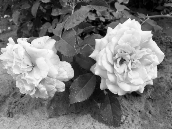 Ramo Flores Silvestres Espinosa Rosa Que Florece Jardín Con Hojas —  Fotos de Stock