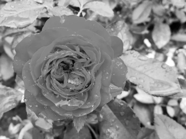 Strauß Wildblumen Stachelige Rose Blüht Garten Mit Natürlichen Blättern Strauß — Stockfoto