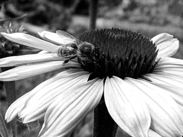 Winged Bee Slowly Flies Plant Collect Nectar Honey Private Apiary — Stock Photo, Image